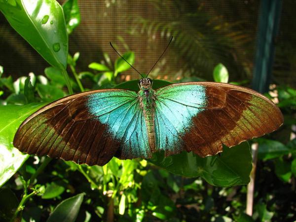 30 Beautiful Butterfly Pictures