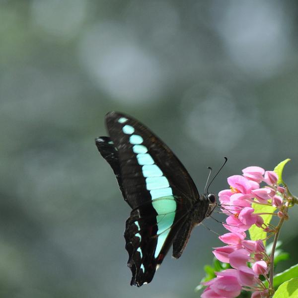 30 Beautiful Butterfly Pictures