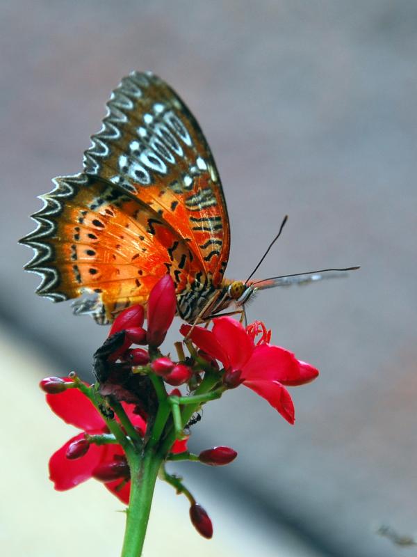 30 Beautiful Butterfly Pictures