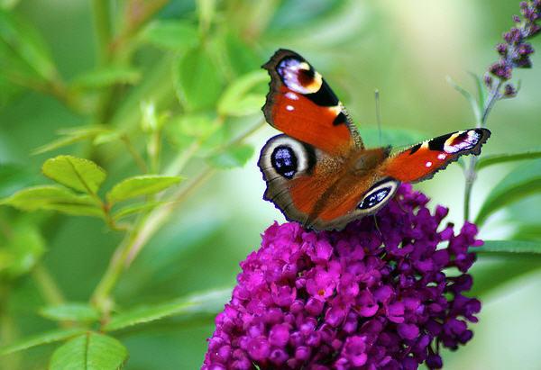 30 Beautiful Butterfly Pictures