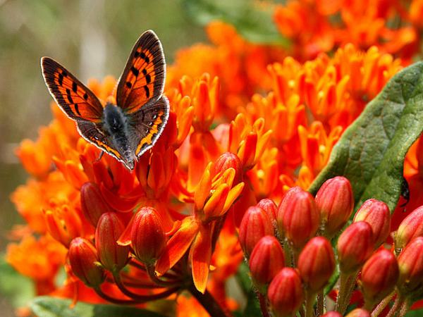 30 Beautiful Butterfly Pictures