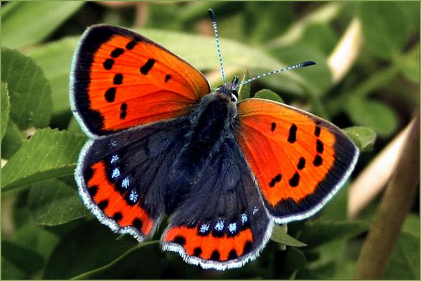 30 Beautiful Butterfly Pictures
