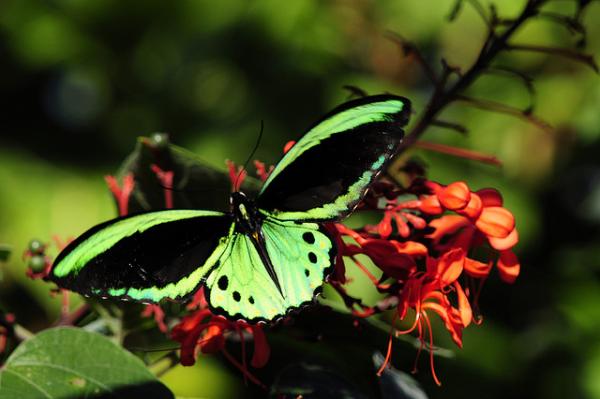 30 Beautiful Butterfly Pictures