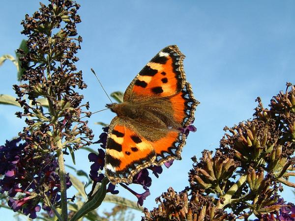 30 Beautiful Butterfly Pictures