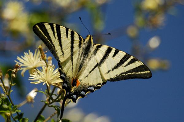 30 Beautiful Butterfly Pictures