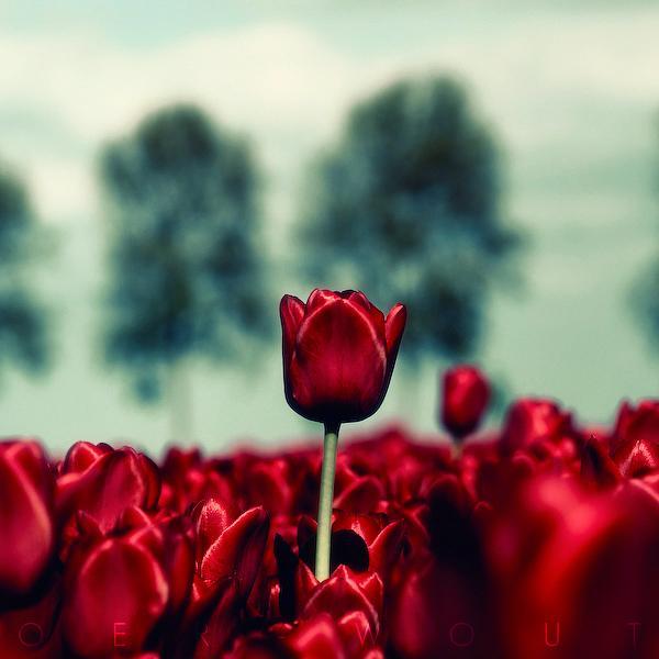 Oer Wout Amazing Photography by 20 Photographers