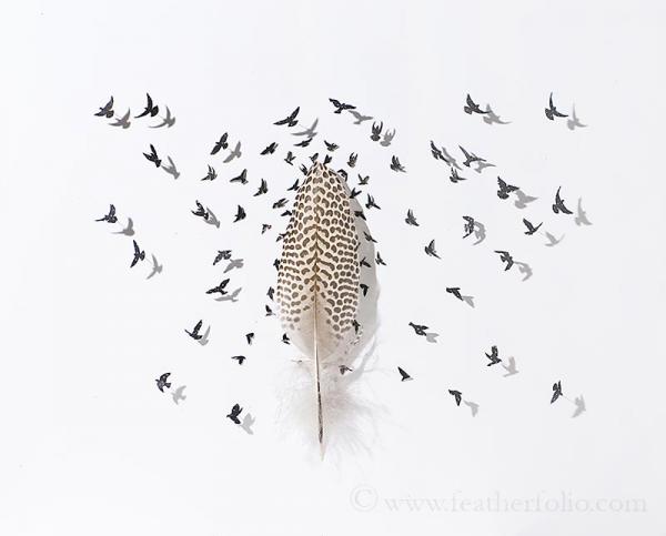 Feather Art by Chris Maynard