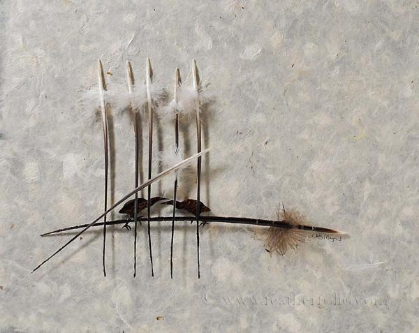 Feather Art by Chris Maynard