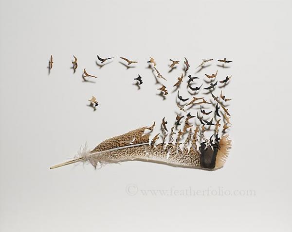 Feather Art by Chris Maynard