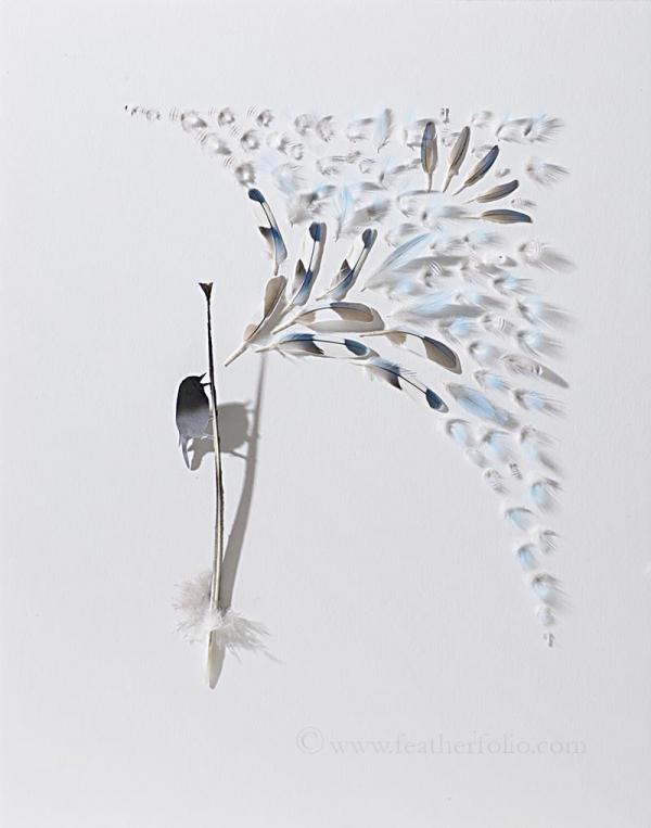 Feather Art by Chris Maynard