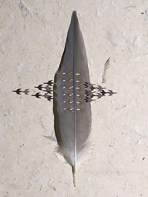 Feather Art by Chris Maynard