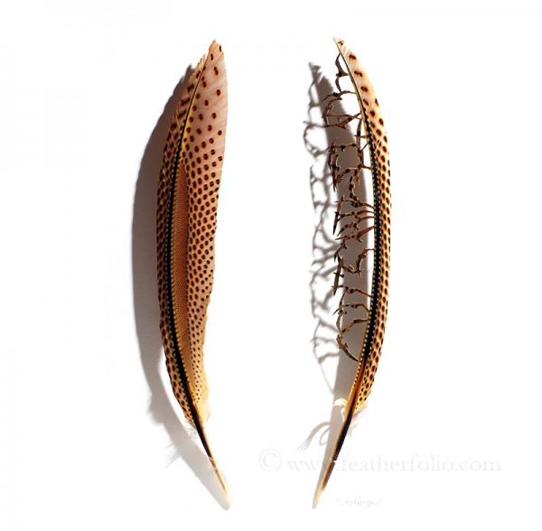Feather Art by Chris Maynard
