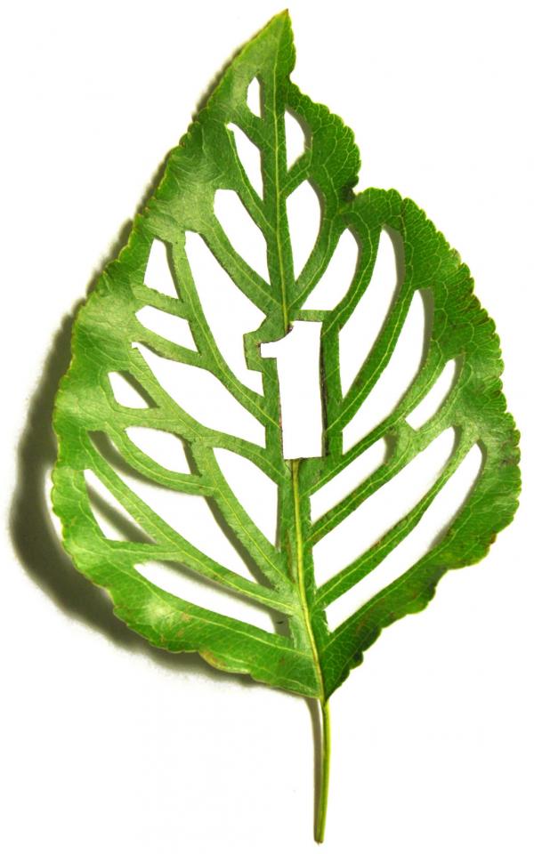 Leaf Type - Mei Lin Chan