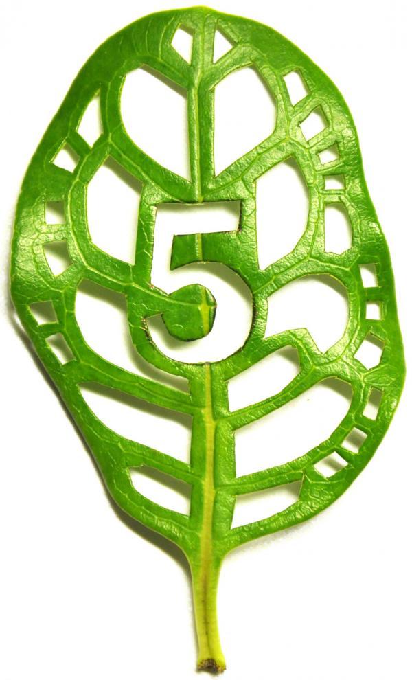 Leaf Type - Mei Lin Chan