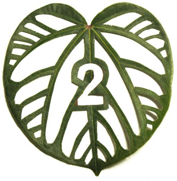 Leaf Type - Mei Lin Chan