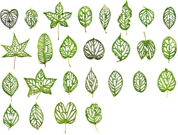 Leaf Type - Mei Lin Chan