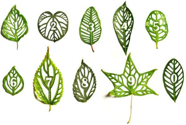 Leaf Type - Mei Lin Chan