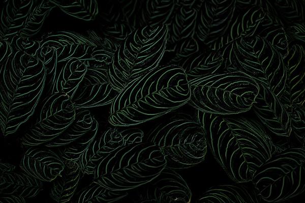 50 Dark Black Backgrounds