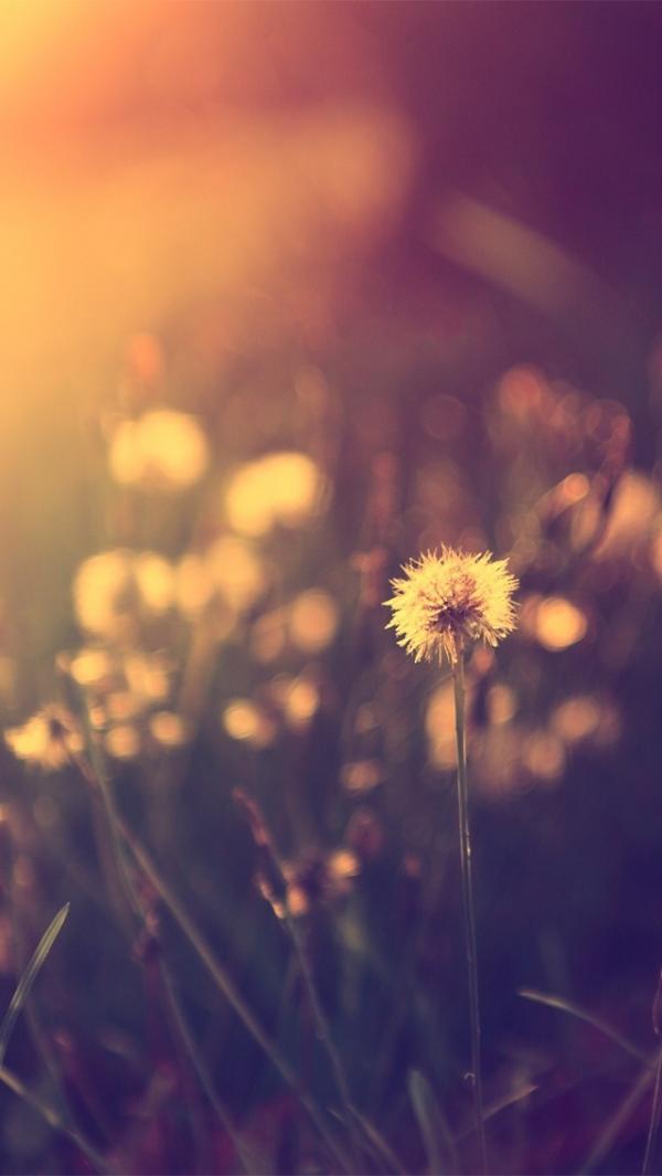 50+ Examples of iPhone wallpaper