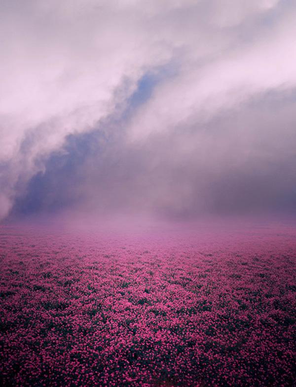 45 Purple Background Images