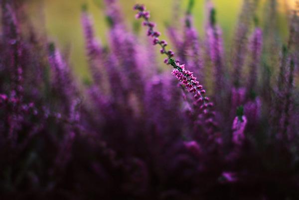 45 Purple Background Images
