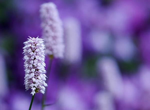 45 Purple Background Images