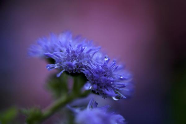 45 Purple Background Images