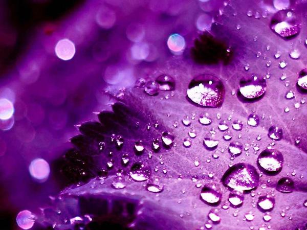 45 Purple Background Images