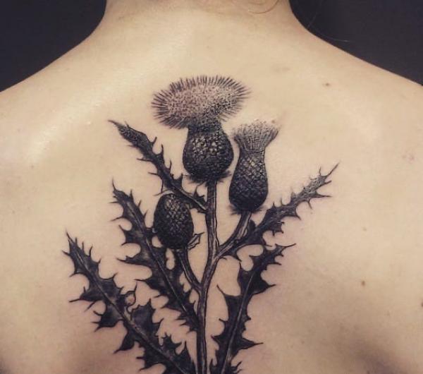 100 Thistle Tattoo Designs with Meaning