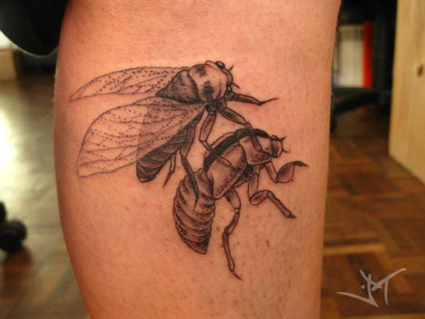 50 Cicada tattoos to Celebrate Change