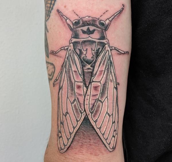 50 Cicada tattoos to Celebrate Change