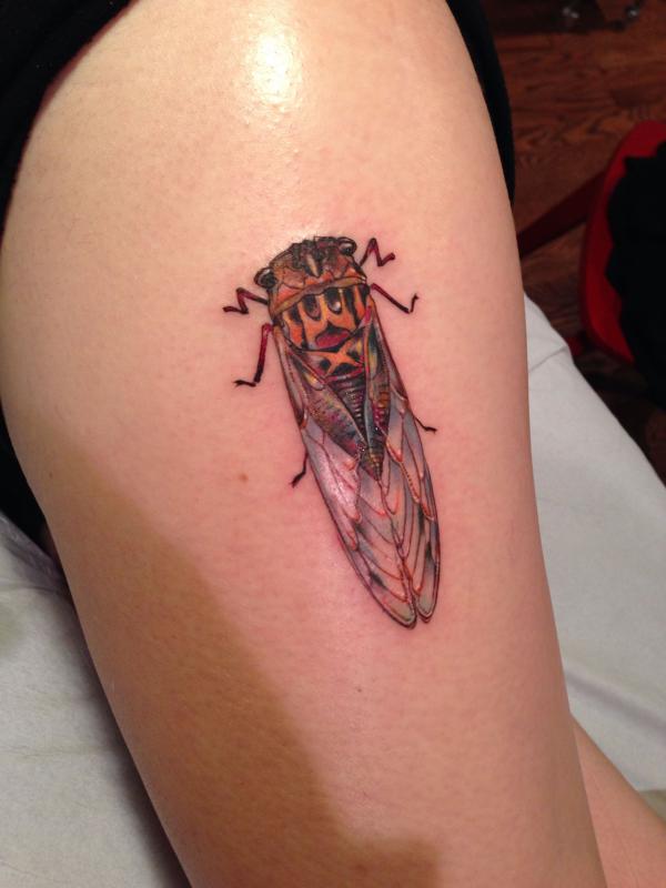 50 Cicada tattoos to Celebrate Change