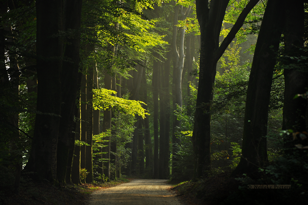 Forest Photography by Nelleke Pieters
