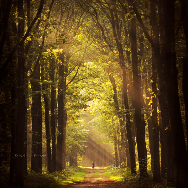 Forest Photography by Nelleke Pieters