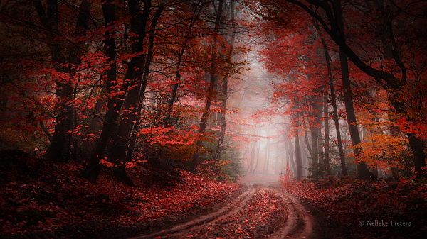 Forest Photography by Nelleke Pieters