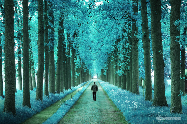 Forest Photography by Nelleke Pieters