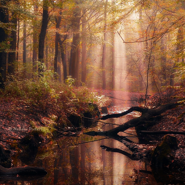 Forest Photography by Nelleke Pieters