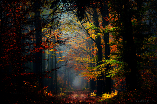 Forest Photography by Nelleke Pieters