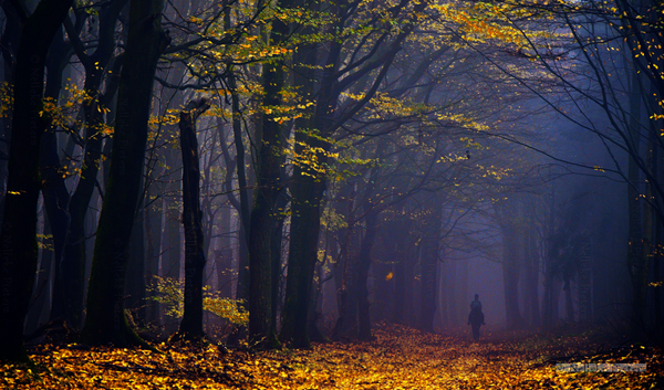 Forest Photography by Nelleke Pieters