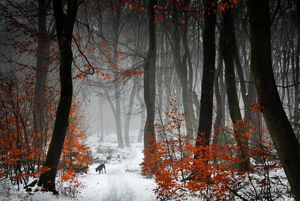 Forest Photography by Nelleke Pieters