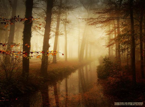 Forest Photography by Nelleke Pieters