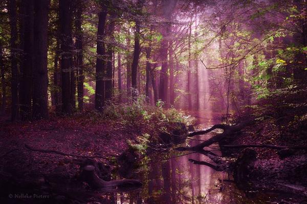 Forest Photography by Nelleke Pieters