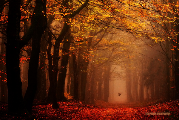 Forest Photography by Nelleke Pieters