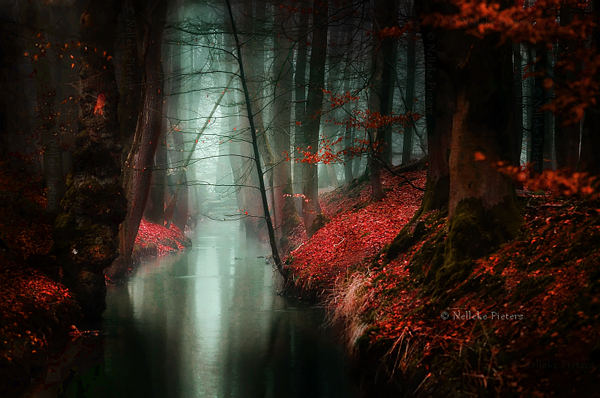Forest Photography by Nelleke Pieters
