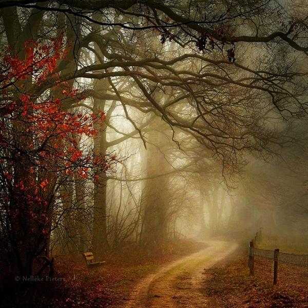 Forest Photography by Nelleke Pieters