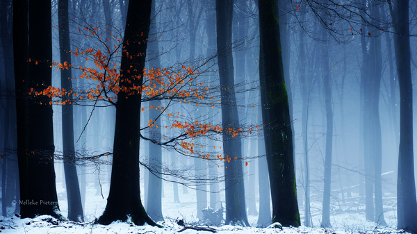 Forest Photography by Nelleke Pieters